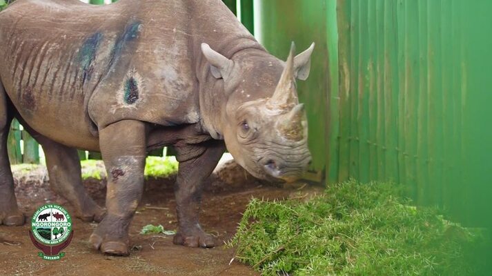 Miniatura: Fausta - najstarszy nosorożec na świecie
