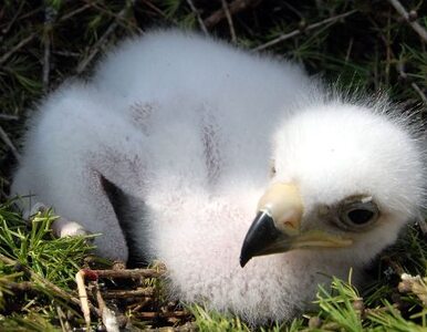 Miniatura: Młode orły opuszczą gniazda