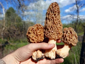 Miniatura: Do lasów wraca „święty Graal” grzybiarzy....