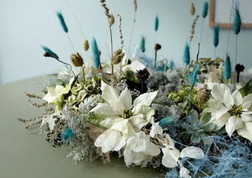 Poinsecja znana także jako gwiazda betlejemska 