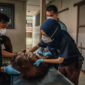 Orangutany w centrum rehabilitacyjnym na Borneo 