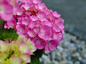 Miniatura: Hortensja obsypana kwiatami. Naturalny...