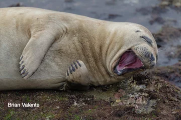 Finaliści konkursu Comedy Wildlife Photography Awards 