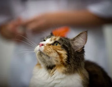 Miniatura: Chcesz sparaliżować lotnisko? Porzuć na...