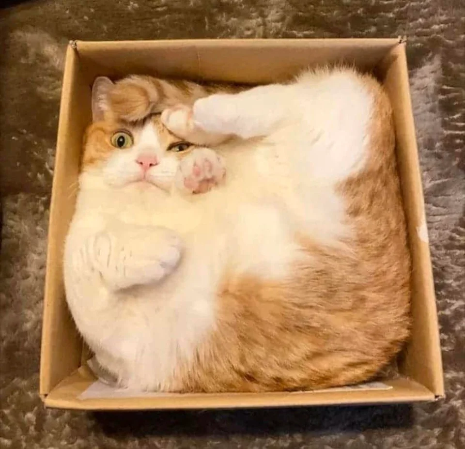 Kot w pudełku 