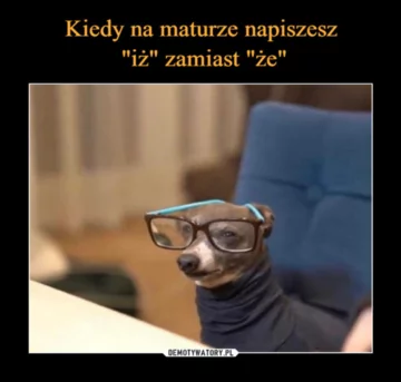 Mem z okazji Dnia Psa 