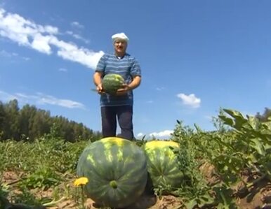Miniatura: Łukaszenka hoduje melony i arbuzy. Dla Rosji