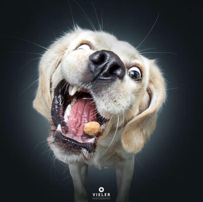 Miniatura: Tak wyglądają psy przed zjedzeniem przekąski