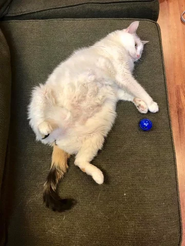 Koty w Safe Haven Pet Sanctuary 