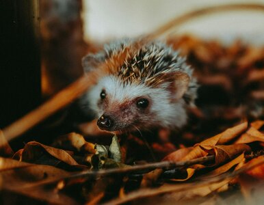 Miniatura: QUIZ Co zimą robią zwierzęta w Polsce? 10...