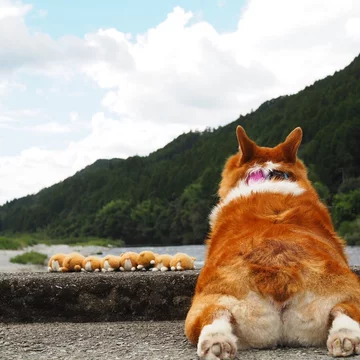 Corgi Erico 