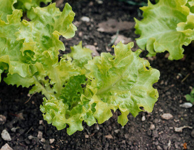 Miniatura: Ten sposób wysiewu sałaty daje rekordowe...