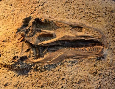 Miniatura: Jak wyginęły dinozaury? Odpowiedzią komar...