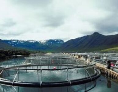 Miniatura: Islandia szuka ropy i gazu