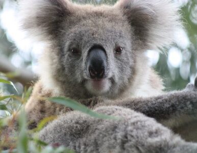 Miniatura: Koala ważniejsze od ludzi. Australijski...
