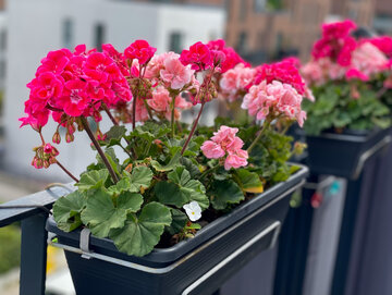 Pelargonie w skrzynkach na balkone