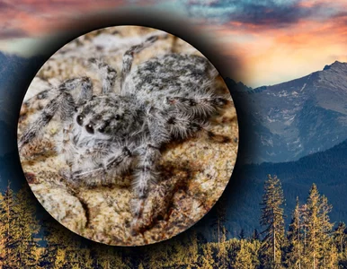 Miniatura: Te pająki widać tylko w ruchu. Naukowcy...