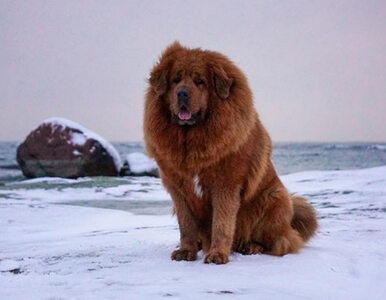 Miniatura: Ten gigantyczny pies wygląda jak lew!...