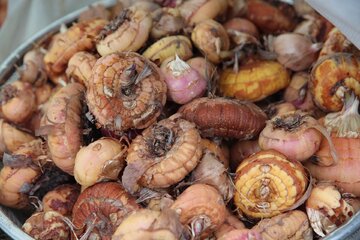 Zimą cebulki mieczyk&oacute;w przechowujemy w&nbsp;ciemnym i&nbsp;chłodnym miejscu w&nbsp;temperaturze od&nbsp;5 do&nbsp;8 stopni Celsjusza