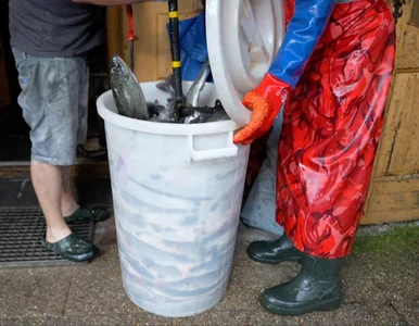 Miniatura: Wstrząsające wyniki śledztwa na fermach...