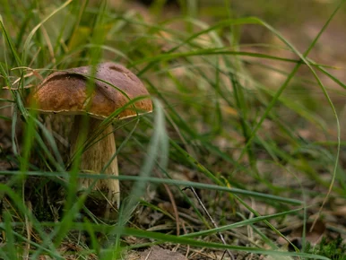 Miniatura: Listopadowy QUIZ z wiedzy ogólnej. Wynik...