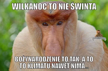 Świąteteczne memy 