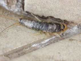 Miniatura: Przekrój to na pół i zostaw na noc. Rybiki...