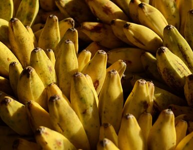 Miniatura: Herbatka bananowa – przełomowe odkrycie?...