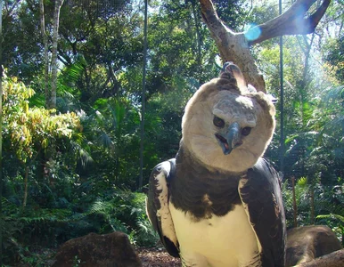 Miniatura: Niektórzy myślą, że to ludzie w...