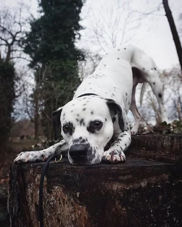 Bullmation - połączenie buldoga i dalmatyńczyka 