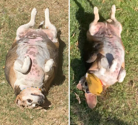 Miniatura: Te psy miały spore problemy z wagą....