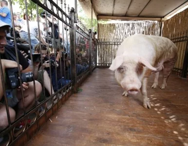 Miniatura: Świnia z Ukrainy stawia na Polaków!