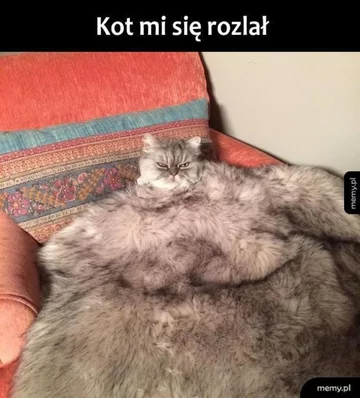 Memy z kotami w roli głównej 