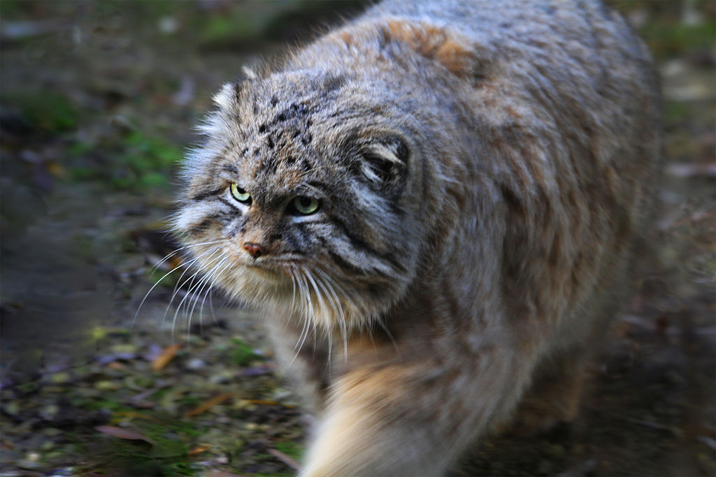 Manul 