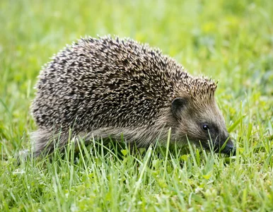 Miniatura: Tupta nocą i niszczy turkucie. Jak zwabić...