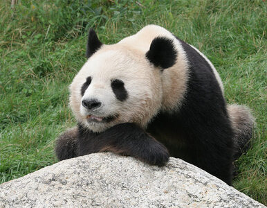 Miniatura: USA: przechytrzyli pandę dla dobra jej...