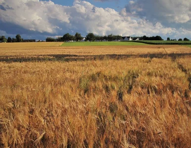 Miniatura: Rolnicy chcą tarczy antykryzysowej. To...