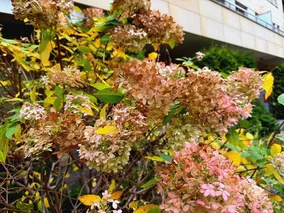 Miniatura: Nie masz już czasu przed zimą. Zrób to,...