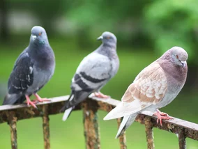 Miniatura: Gołębie brudzą ci na balkonie? Ten prosty...
