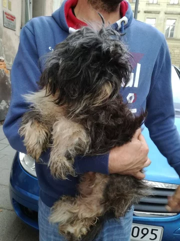 Zaniedbanego psa zabrano do weterynarza 