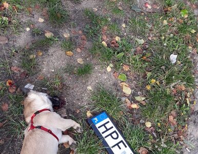 Policjant z Łodzi potrącił psa. Uciekł z miejsca zdarzenia, zwierzę zmarło