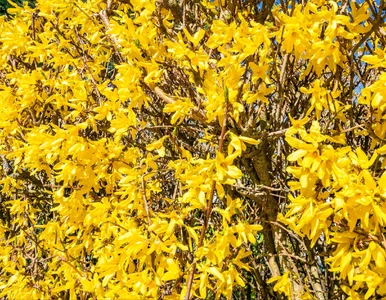 Miniatura: Rozpuść to w wodzie i podlej forsycję....