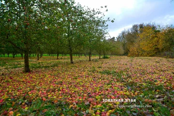 Sad w Clonmel po przejściu huraganu Ophelia 