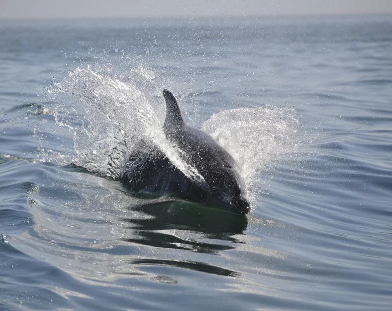 Miniatura: Quiz z wiedzy ogólnej. Już 7/10 jest dobry...