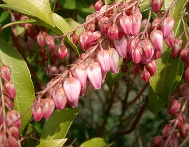 Miniatura: Ta roślina zachwyca zimą, gdy inne...