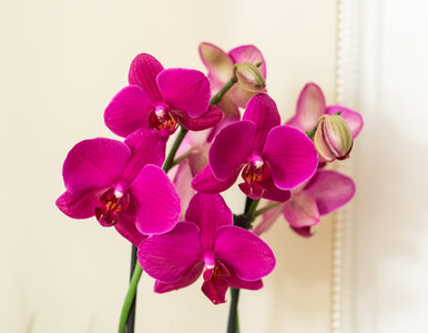 Miniatura: Wetrzyj to w liście storczyka, nowe pąki...