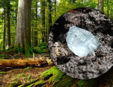 Miniatura: Deszcz odsłonił lśniący skarb. Leśnicy...