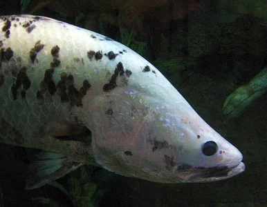 Miniatura: Rybak mały, ryba wielka