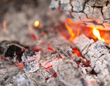 Miniatura: Wsyp garść do ziemi. Ten „odpad”...