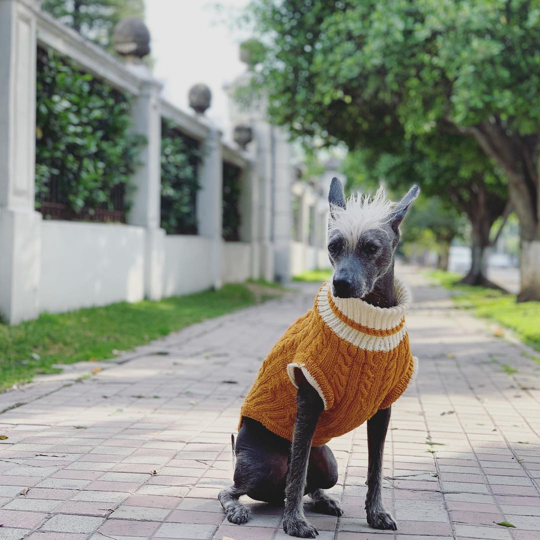 Maya Poke Xoloitzcuintle 